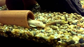 Bristle nose plecostomus breeding behavior [upl. by Aicnom]