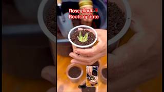 Rose Plant 🌹ROOTS update [upl. by Wj]