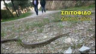 Σπιτόφιδο Leopard Snake Zamenis situla [upl. by Beattie]