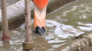 Caribbean Flamingo Eating Up Close [upl. by Macswan]