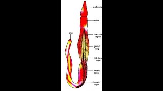 balanoglossus structure and affinities [upl. by Ihsir]