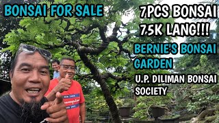 PART1BONSAI FOR SALE7 PCS BONSAI FOR ONLY 75KPACKAGE MGA KABONSAI 🌳😘 [upl. by Ardelle]