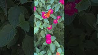 Lantana  A Must Have In The Garden shortvideos pollinatorgarden [upl. by Elyr]