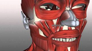 Muscles of Facial Expression  Anatomy Tutorial PART 2 [upl. by Pride224]