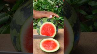 Watermelon cutting satisfying slice  Asmr Cutting [upl. by Jeanette703]