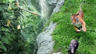 Discovered Tiger Eating a Wild boar  Determined to Take Revenge on a Big Tiger Part 5 [upl. by Aysahc]