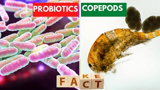 How Probiotics Boost Copepods In Synbiotic Shrimp Farming [upl. by Burnside]