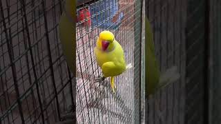 Breeding Season❤️❤️ foryou parrot shortvideos fypシ゚viral birdslover viralreels fypシ゚ fyp [upl. by Salba10]