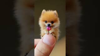 The Littlest Baby Pomeranian Has Arrived  Pomeranian 포메리안 [upl. by Misa]