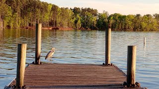 Dreher Island is dreamy An evening on Lake Murray [upl. by Aened]