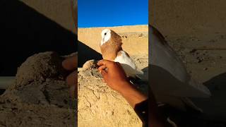 Tukey pigeon viralvideo pigeon bird pigeonchicks kabootar birdspecies pigeonbird [upl. by Karil]