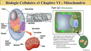 cours de biologie cellulaire s1 svi fssm et BCG 2023 les mitochondries [upl. by Luise]