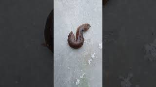 Slug Snail reacting to saltHow does a snail react when come in contact with saltslug snail in salt [upl. by Annid971]