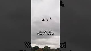 Mysterious Yellow Tailed Black Cockatoo Calls  Unbelievable [upl. by Kristos]