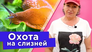 ИЗБАВЬТЕСЬ ОТ СЛИЗНЕЙ БЕЗ ХИМИИ БЫСТРО И ВЕСЕЛО Эффективные способы борьбы со слизнями для каждого [upl. by Rehpotsyrk]