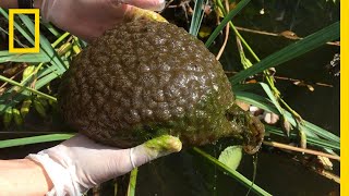 What is this BrainLike Blob Found in a Lagoon  National Geographic [upl. by Giesecke]