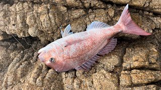 Massive Snapper at the Rocks [upl. by Daniel51]