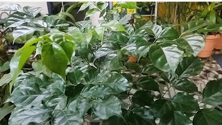 Radermachera sinica  China doll plant  one of the best indoor plant  elegant foliage  care tips [upl. by Edaj705]