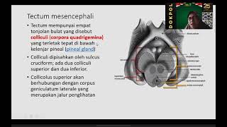 truncus cerebricerebellum dan medulla spinalis [upl. by Nereil65]