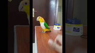 Singing and Dancing Caique Parrot  Talking and Dancing Bird  Orange Head White Bellied Caique [upl. by Sedecrem]