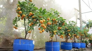 Method of growing kumquat and lemon from branches at home for lots of fruit [upl. by Karly568]