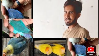 lovebirds farming in Pakistan lovebirds lovebirdsetup creamino albino shortvideo [upl. by Yemirej738]