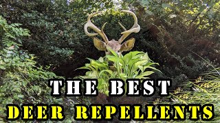 The Best Deer Repellents [upl. by Rihaz]