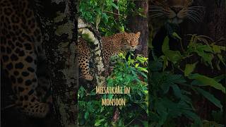 Famous Leopardess Sightings Bandipur Tiger Reserve  Mysuru  Karnataka  Wildlife  Photography [upl. by Junie]