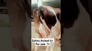 Higher milking and high quality seems on sahna animal tv cowfeed milkfed dairycows goatmilking [upl. by Ynnor]