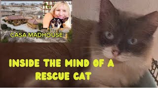 Share the thoughts of Coco the rescue cat ♥️♥️ [upl. by Laurel55]