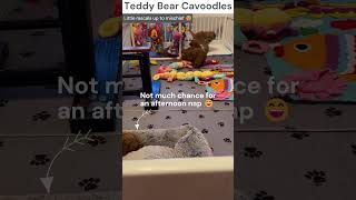 Cavoodle Puppies Being Very Very Cheeky 🐶🤗 teddybearcavoodles bestpuppyvideos cavoodle puppy [upl. by Yttap]