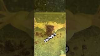 Ranas albinas ¡Comiendo Gusanos🐸🪱aquarium animales pezbetta fishaquarium acuariofilia snail [upl. by Ilan]