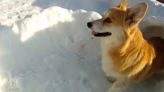 Corgi Snow Tunnel 3 [upl. by Nace]