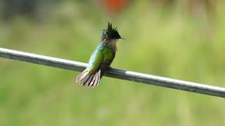 Antillean Crested Hummingbird Orthorhyncus cristatus exilis male Guadeloupe [upl. by Pippa]