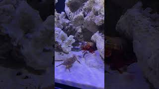 Slow motion version of mantis shrimp packs a punch rexthemantis mantisshrimp saltwatertank [upl. by Renckens504]