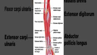 Anatomy Extensor Carpi Radialis Longus ECRL shorts [upl. by Garreth]