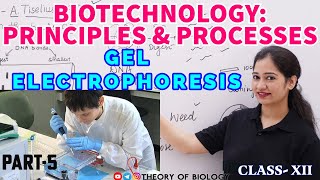 GEL ELECTROPHORESIS TECHNIQUE PART5BIOTECHNOLOGY NEET 2025NCERT BIOLOGYDNA SEPARATIONHTET [upl. by Barr]