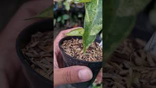 Alocasia amazonica variegata plants aroids alocasia houseplants [upl. by Pember]