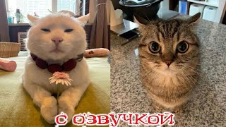 Приколы с котами С ОЗВУЧКОЙ Смешные коты и собаки  САМЫЕ СМЕШНЫЕ ЖИВОТНЫЕ [upl. by Ssilem162]