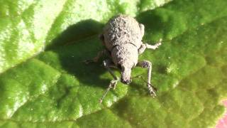 Broadnosed Weevil Curculionidae on Leaf [upl. by Acey683]