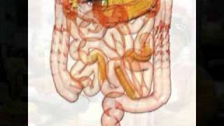 La Salud Intestinal [upl. by Mikes]