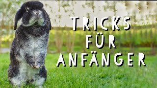 Kaninchen TRICKS beibringen für ANFÄNGER 😍  Pfötchenbande [upl. by Einniw]