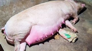 The Life Cycle of Pigs Mating Pregnancy and Maturation [upl. by Nameloc]