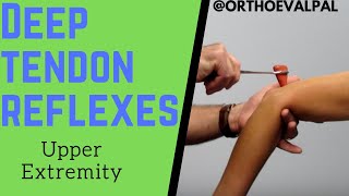 Deep Tendon Reflexes of the Upper Extremities [upl. by Novaat]