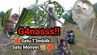 🔴Pest Control🔴 Mengurangi Hama monyet Ekor Panjang Di Perkebunan Kelapa Sawit [upl. by Valtin]