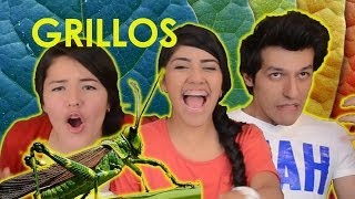 COMIENDO GRILLOS  CHAPULINES  RETO POLINESIO [upl. by Winchell448]