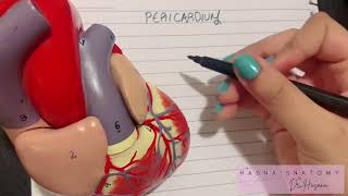 Intro to Pericardium amp Sinuses  Fibrous amp Serous Layers  Pericardial Effusion  EASY TO LEARN [upl. by Wendi872]