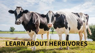 FUN ANIMAL FACTS EP3  HERBIVORES [upl. by Khanna93]