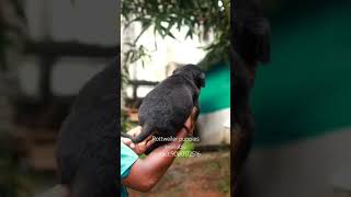 rottweiler sale puppy salem coimbatore tirupur trichy erode dharmapuri royalkennel mcdc [upl. by Kcirrag]