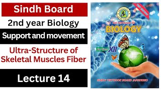 ultrastructure of skeletal muscle fiber  support and movement class 12 biology Sindh board [upl. by Akkimat]